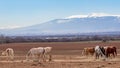 Beautiful landscape, herd of thoroughbred white, grey, brown horses grazing in a field, in the background snow mountains Royalty Free Stock Photo