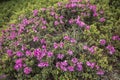 landscape of highest mountainsÃ¯Â¼ÅRhododendron Alpine Rose Blooming by the Trails of the Carpatians Royalty Free Stock Photo