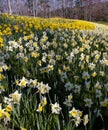 Beautiful landscape hillside covered in hundreds of yellow and white daffodils in spring