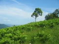 Beautiful landscape a hillside overgrown with lush green ferns and young green grass, a single tree against a blue sky on a windy Royalty Free Stock Photo