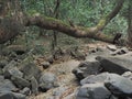 A beautiful landscape with a huge tree in the jungle and dried up stones where water