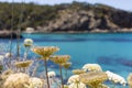 Beautiful landscape in Ibiza of blue ocean in a sunny day. Summer and holidays concept. Blurred flowers in front line