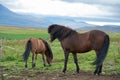 Beautiful landscape in Iceland with two horses Royalty Free Stock Photo