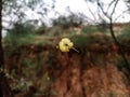 Beautiful landscape image of Acacia flower with blur background