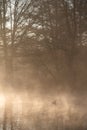 Beautiful landscape image of Canada Goose at sunrise mist on urban lake with sun beams streaming through trees lighting up water Royalty Free Stock Photo