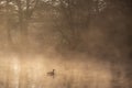 Beautiful landscape image of Canada Goose at sunrise mist on urban lake with sun beams streaming through tress lighting up water