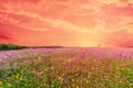 Beautiful landscape image with cosmos flower field Royalty Free Stock Photo