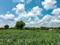 Beautiful landscape image of green land with blue sky and white clouds