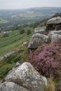 Beautiful landscape image of late Summer vibrant heather at Curbar Edge in Peak District National Park in England Royalty Free Stock Photo