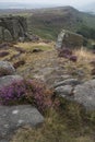 Beautiful landscape image of late Summer vibrant heather at Curbar Edge in Peak District National Park in England Royalty Free Stock Photo