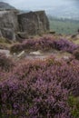 Beautiful landscape image of late Summer vibrant heather at Curbar Edge in Peak District National Park in England Royalty Free Stock Photo