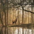 Beautiful landscape image of still stream in Lake District forest with beautiful mature Red Deer Stag Cervus Elaphus among trees Royalty Free Stock Photo