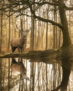 Beautiful landscape image of still stream in Lake District forest with beautiful mature Red Deer Stag Cervus Elaphus among trees Royalty Free Stock Photo