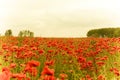 Beautiful landscape image of Summer poppy field with retro effect