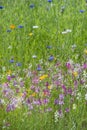 Beautiful vibrant landscape image of wildflower meadow in Summer Royalty Free Stock Photo