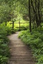 Beautiful landscape image of wooden boardwalk through lush green