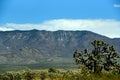 Beautiful Landscape of the Joshua Tree Forest - Arizona, USA Royalty Free Stock Photo