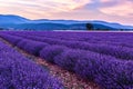 Beautiful landscape of lavender fields at sunset near Sault Royalty Free Stock Photo