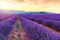 Beautiful landscape of lavender fields at sunset near Sault Royalty Free Stock Photo