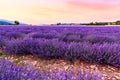 Beautiful landscape of lavender fields at sunset near Sault Royalty Free Stock Photo