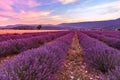 Beautiful landscape of lavender fields at sunset near Sault Royalty Free Stock Photo