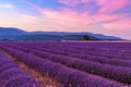 Beautiful landscape of lavender fields at sunset near Sault Royalty Free Stock Photo
