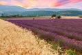 Beautiful landscape of lavender fields at sunset near Sault Royalty Free Stock Photo