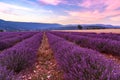 Beautiful landscape of lavender fields at sunset near Sault Royalty Free Stock Photo