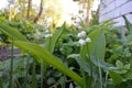 Beautiful landscape with lily of the valley in spring country garden. Convallaria majalis Royalty Free Stock Photo