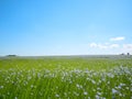 Beautiful landscape of linen field or flax linum usitatissimum