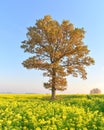 Beautiful landscape of Lithuania.Lonely tree on a rapeseed field