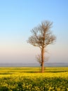 Beautiful landscape of Lithuania.Lonely tree on a rapeseed field