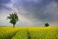 Beautiful landscape of Lithuania. Rapeseed field near Siauliai Royalty Free Stock Photo