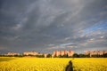 Beautiful landscape of Lithuania. Rapeseed field near Siauliai Royalty Free Stock Photo