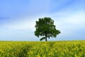 Beautiful landscape of Lithuania. Rapeseed field near Siauliai