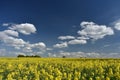 Beautiful landscape of Lithuania. Rapeseed field near Siauliai Royalty Free Stock Photo