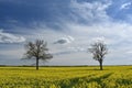 Beautiful landscape of Lithuania. Rapeseed field near Siauliai. Royalty Free Stock Photo