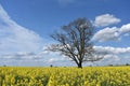 Beautiful  landscape of Lithuania.Tree on a rapeseed field Royalty Free Stock Photo