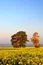 Beautiful landscape of Lithuania.Trees on a rapeseed field