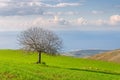 Beautiful landscape and lone tree Royalty Free Stock Photo
