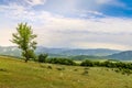 Beautiful landscape with lone tree stands on a green field or hill. Dramatic field view Royalty Free Stock Photo