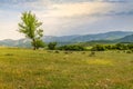 Beautiful landscape with lone tree stands on a green field or hill. Dramatic field view Royalty Free Stock Photo