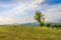 Beautiful landscape with lone tree stands on a green field or hill. Dramatic field view Royalty Free Stock Photo