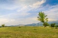 Beautiful landscape with lone tree stands on a green field or hill. Dramatic field view Royalty Free Stock Photo