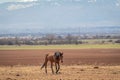 Beautiful landscape, lonely brown horse grazing in the hay field, on the background are snow mountains Royalty Free Stock Photo