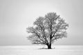 Beautiful landscape with a lonely oak tree in a winter field. Royalty Free Stock Photo