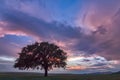 Beautiful landscape with a lonely oak tree in a field, the setting sun shining through branches and storm clouds Royalty Free Stock Photo