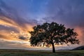 Beautiful landscape with a lonely oak tree in a field, the setting sun shining through branches and storm clouds Royalty Free Stock Photo