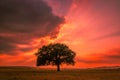 Beautiful landscape with a lonely oak tree in the fiery sunset sky and dramatic clouds Royalty Free Stock Photo