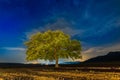 Beautiful landscape with a lonely oak tree and a starry night sky with moon light Royalty Free Stock Photo